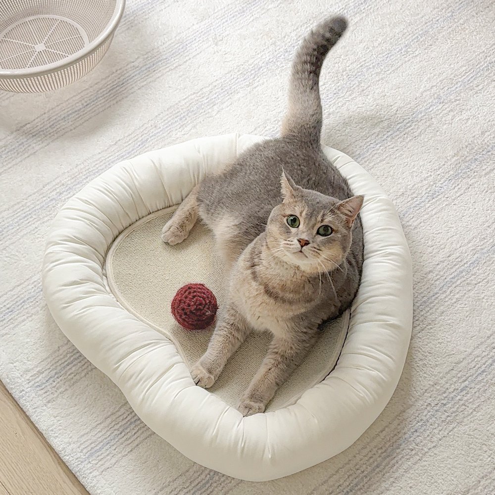 Photo by 반려동물 라이프스타일 브랜드 | 페리가토 Perrigato on September 01, 2025. May be an image of Abyssinian cat, kitten, carpet, bathmat, beanbag chair, baby bed and text.