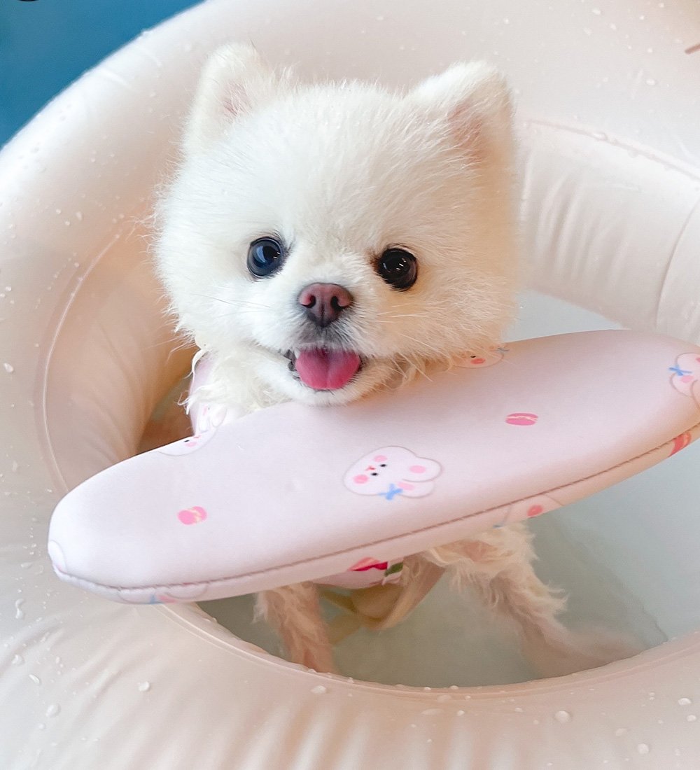 Photo by 반려동물 라이프스타일 브랜드 | 페리가토 Perrigato on July 22, 2025. May be an image of Maltese, Pekinese, beanbag chair, raft and text.
