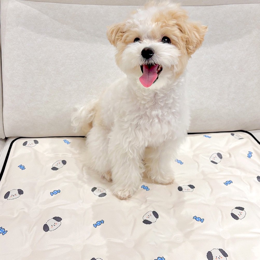 Photo by 반려동물 라이프스타일 브랜드 | 페리가토 Perrigato on July 15, 2025. May be an image of Maltese, bathmat, mattress and text.