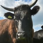 jones_country_fayre 프로필 사진