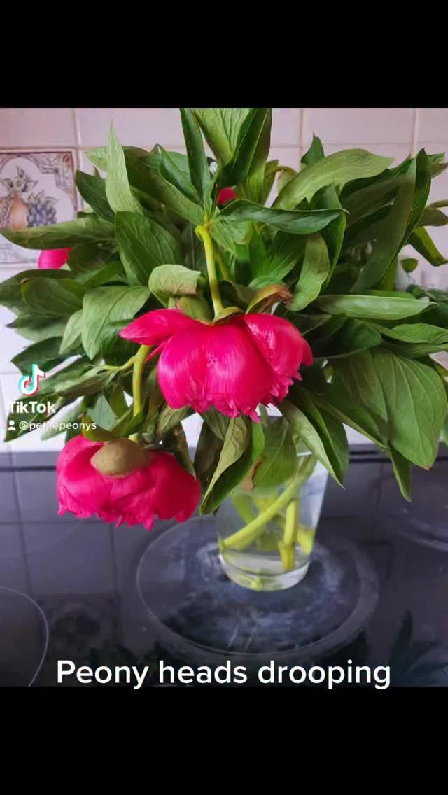 petitepeonys 게시물 이미지: Peony Heads Drooping 

It’s normally because...
