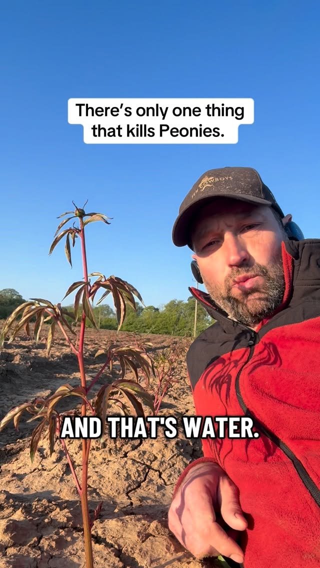 petitepeonys 게시물 이미지: There’s only one thing that kills Peonies.