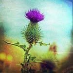 thistle_hut 프로필 사진