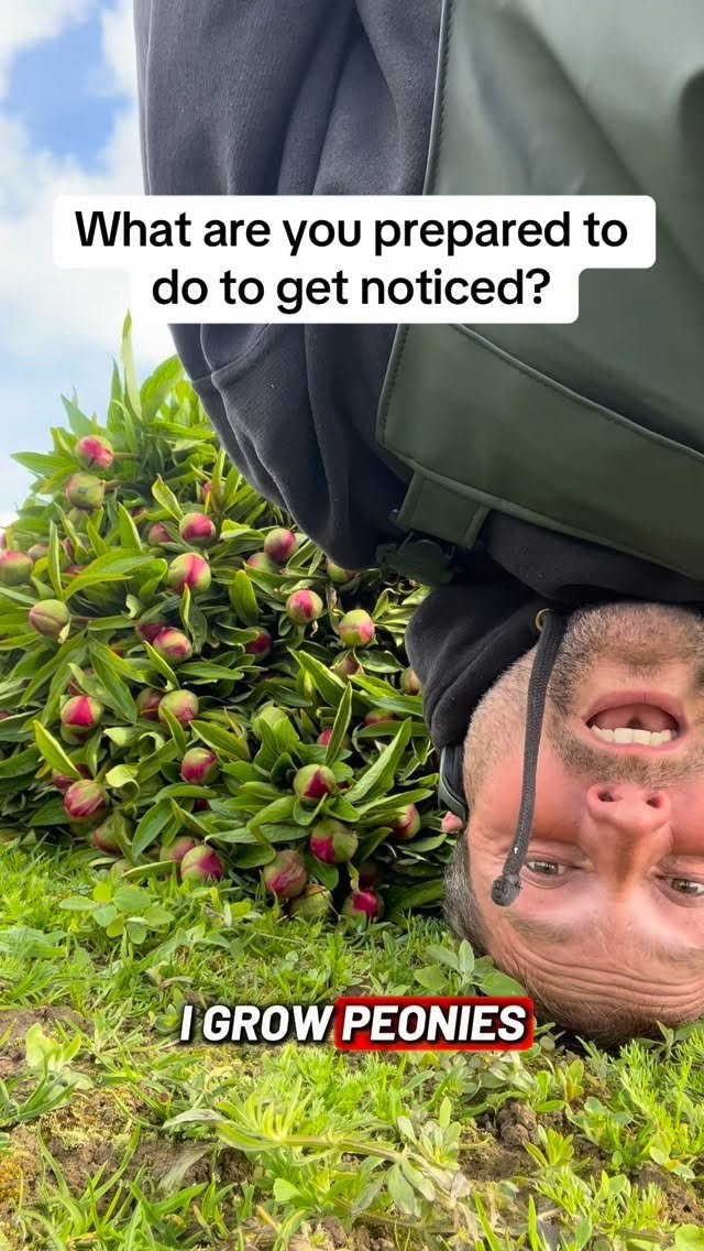 petitepeonys 게시물 이미지: What are you prepared to do to get noticed?