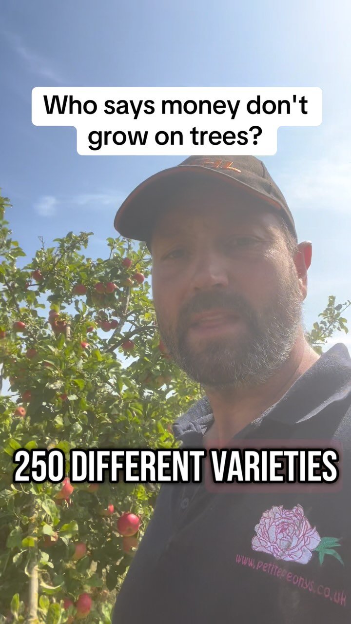 petitepeonys 게시물 이미지: Who says money don’t grow on trees?