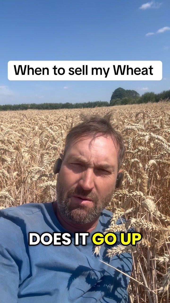 petitepeonys 게시물 이미지: When to sell my Wheat?