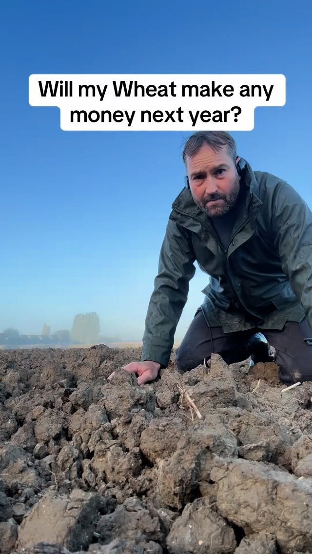 petitepeonys 게시물 이미지: Will Wheat make any money next year?