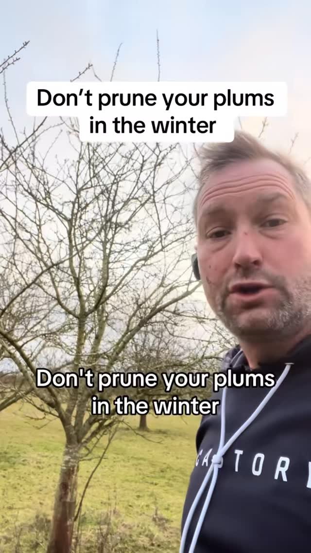 petitepeonys 게시물 이미지: don’t prune your plums in the winter