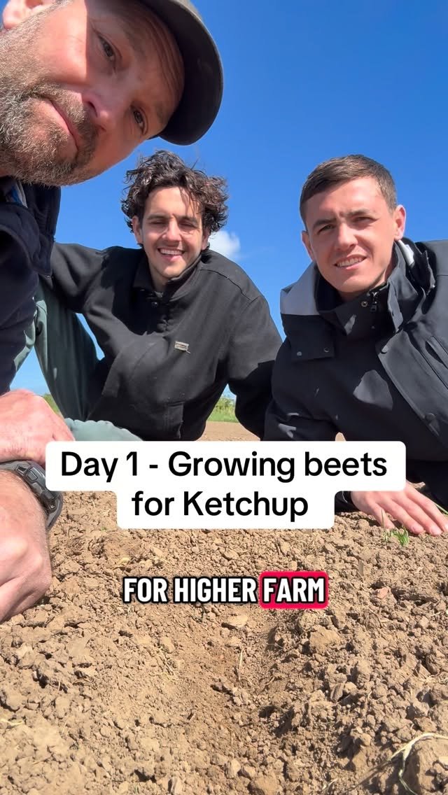 petitepeonys 게시물 이미지: Day 1 - Growing beets for Ketchup @higher_farm