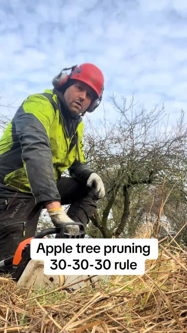 petitepeonys 게시물 이미지: Apple Tree pruning 30-30-30 rule