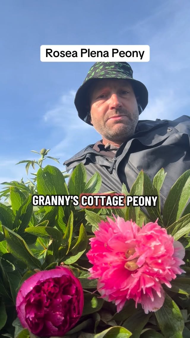 petitepeonys 게시물 이미지: Rosea Plena Peony