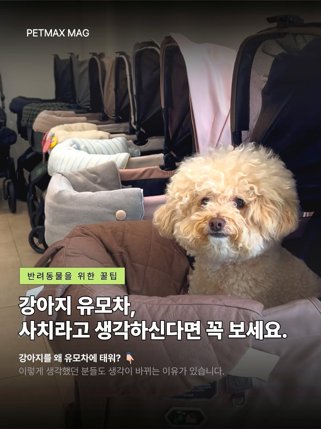 petmax_official 게시물 이미지: 강아지 유모차 꿀팁✨

더 편하고 안전하게!
우리 아이에게 유모차가 필요한...