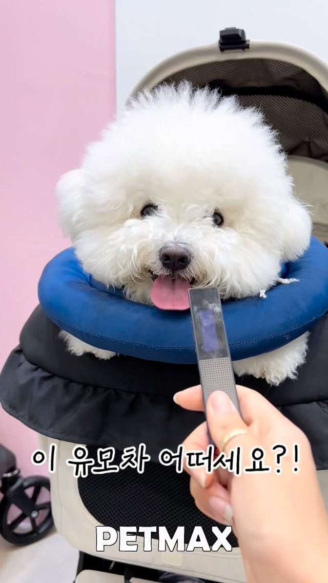 petmax_official 게시물 이미지: 강아지 유모차 성지 ‘펫막스’

✨ 프리미엄 유모차 한 곳에서 비교하고 최저가로...