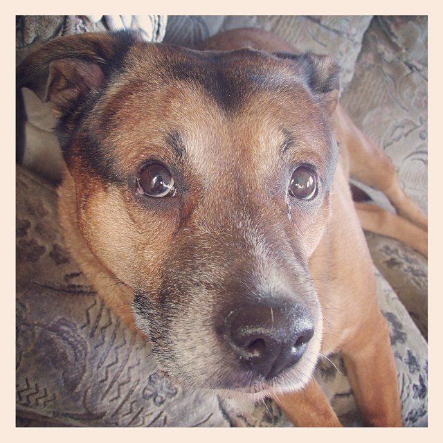 phpinfo 게시물 이미지: #RIP #Scrappy #SleepTight