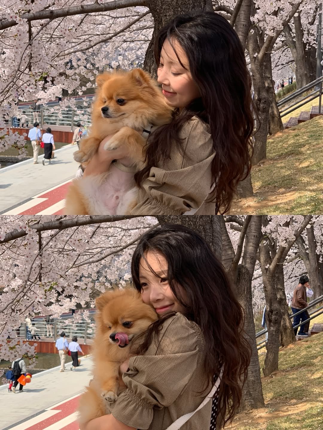 pickle_lupita 게시물 이미지: 여러분, 벚꽃 구경 잘 하셨나요• •? 유난히 길었으면 좋겠네요 올해 봄은🌸