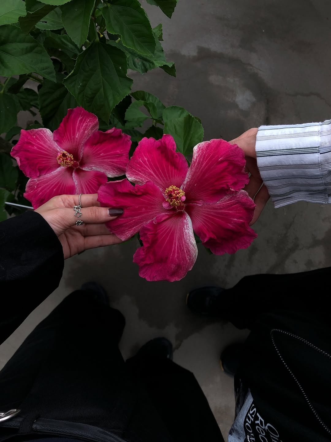 Photo by 피키뚜 on November 12, 2025. May be an image of rose and text.