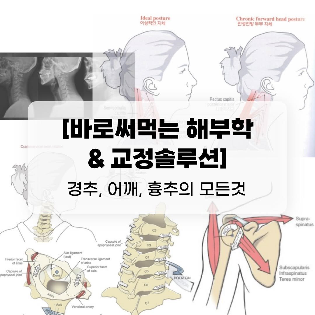 pilosophy_lab_ 게시물 이미지: 📢전문가를위한 New 워크샵 오픈이벤트

상지 part를 다루는 워크샵 정말 많이...