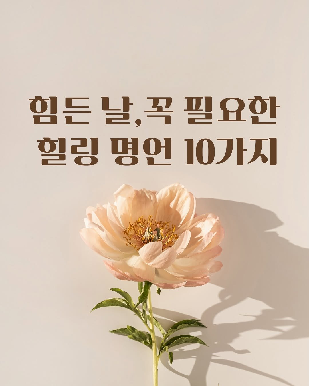 Photo by 핑크톡톡 | 자기계발 • 동기부여 • 감성글귀 on August 22, 2025. May be an image of peony and text that says '힘든 날, 날,꼭필요한 꼭 필요한 힐링 명언 10가지'.