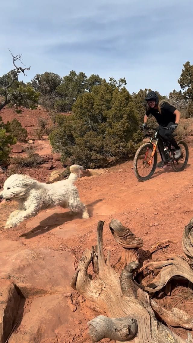 pinkbike 게시물 이미지: New training partner making sure I’m up to...