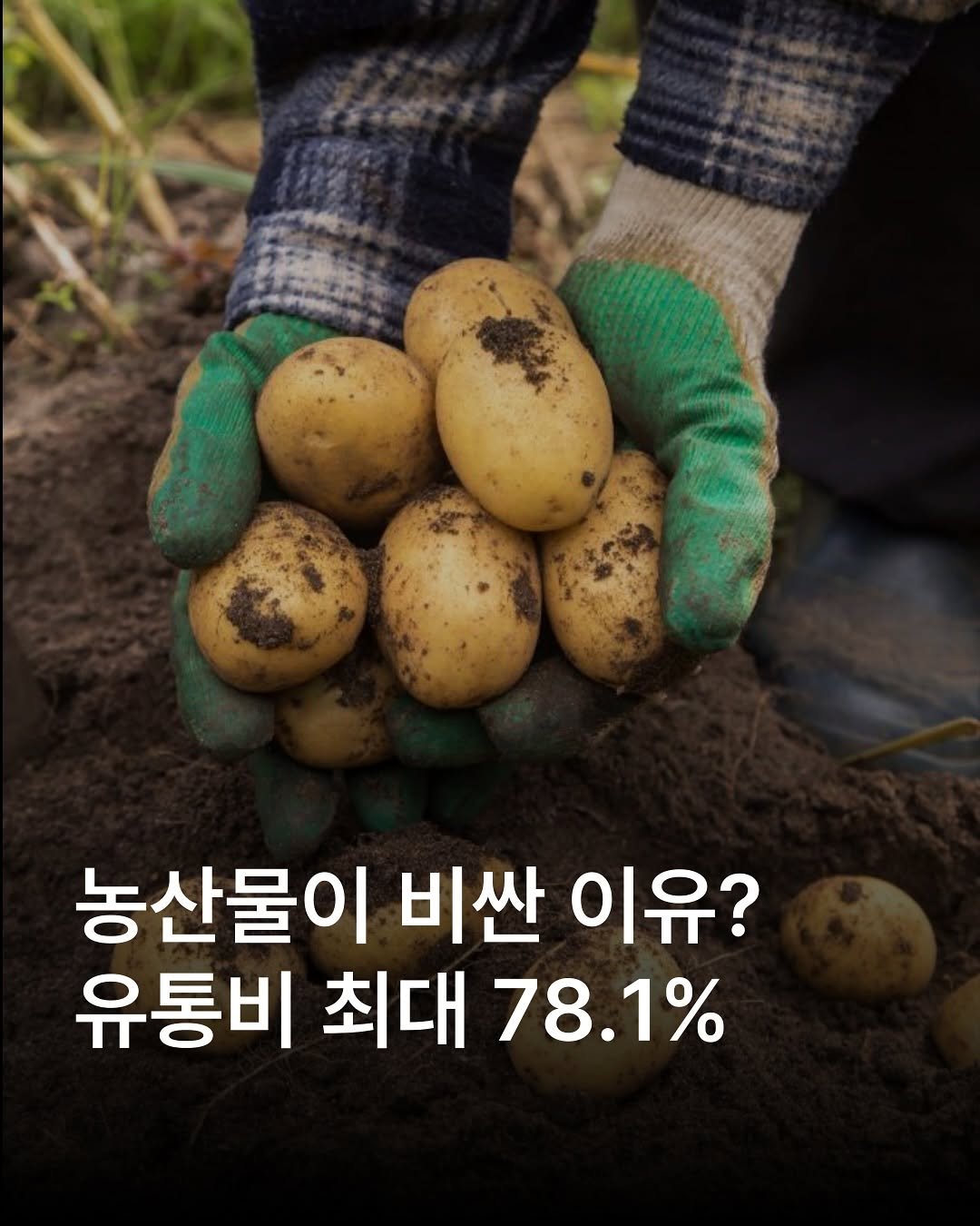 Photo by 자영업 연구소 on September 15, 2025. May be an image of potato, plant and text that says 'KA 농산물이 비싼 이유? 유통비 최대 78.1%'.