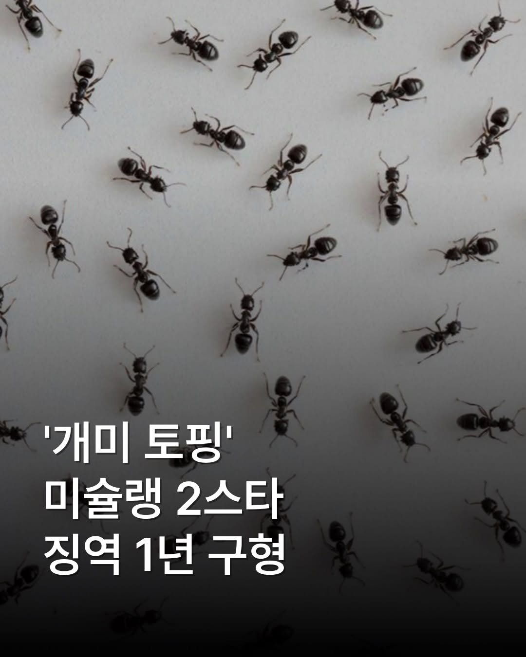 place__lab 게시물 이미지: 미슐랭 2스타 레스토랑 대표가 식용으로 허가받지 않은 개미를 요리에 사용한 혐의로...