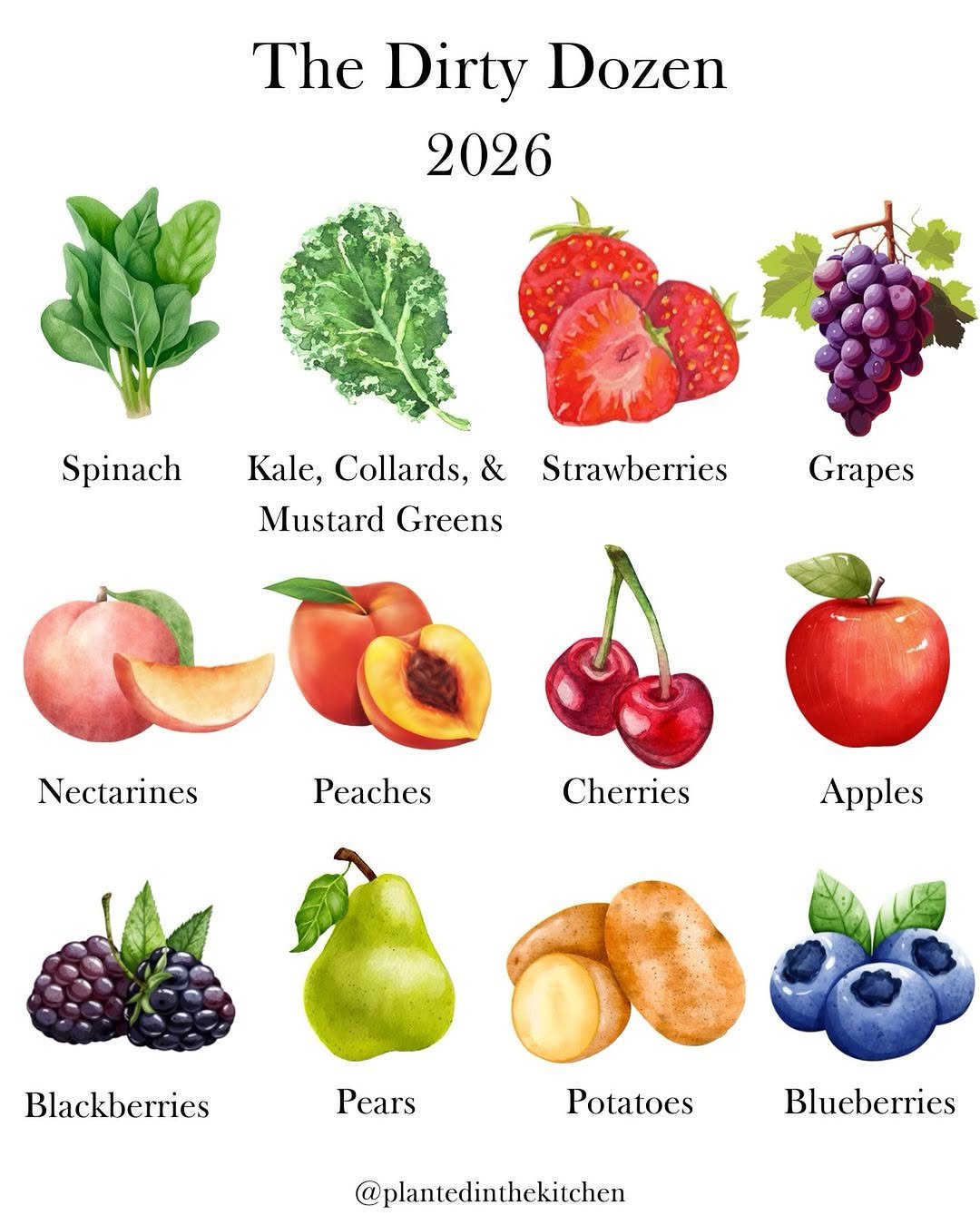 Photo by Kelsey Riley on March 24, 2026. May be an image of apple, blueberries, pear, poster, strawberry and text that says 'The Dirty Dozen 2026 Spinach Kale, Collards, Kale,Collards,&Strawberies & Strawberries Mustard Greens Grapes Nectarines Peaches Cherries Apples Blackberries Pears Potatoes Blueberries @plantedinthekitchen'.