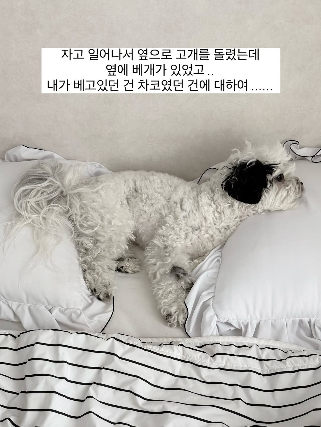pochaacccoo 게시물 이미지: 너무 탄탄하고 안정감있어서 몰랐어....미안해.....

#미안해 #왜가만있는데 #강아지 #짤