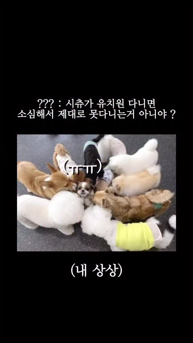 pochaacccoo 게시물 이미지: ???: 시츄가 유치원 다니면 소심해서 제대로 못다니는거 아니야ㅠㅠ?

#포차코...