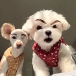 durangrurang 프로필 사진