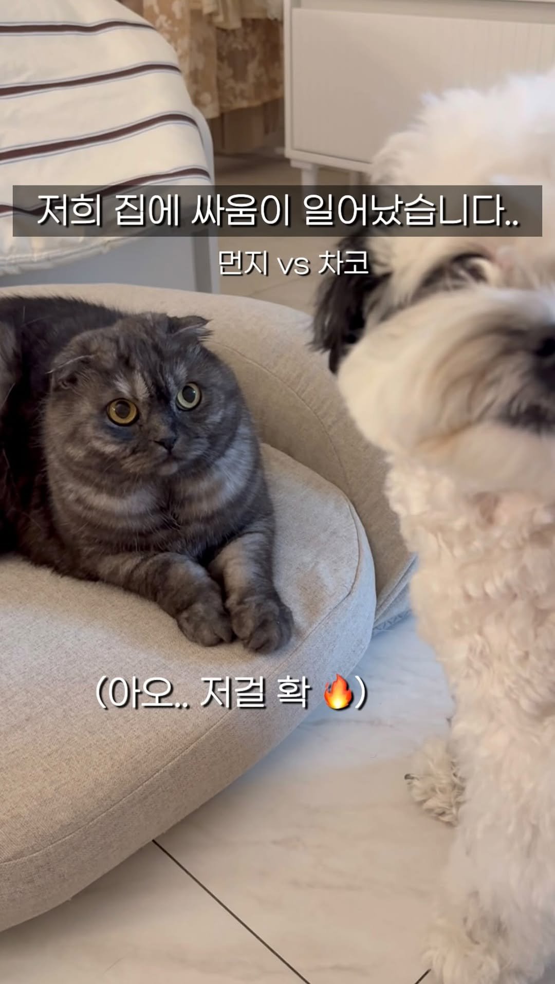 pochaacccoo 게시물 이미지: 포차코 x 몽제 펫베드 2차 공구마켓이 
곧 오픈합니다 ~!!~!!!...