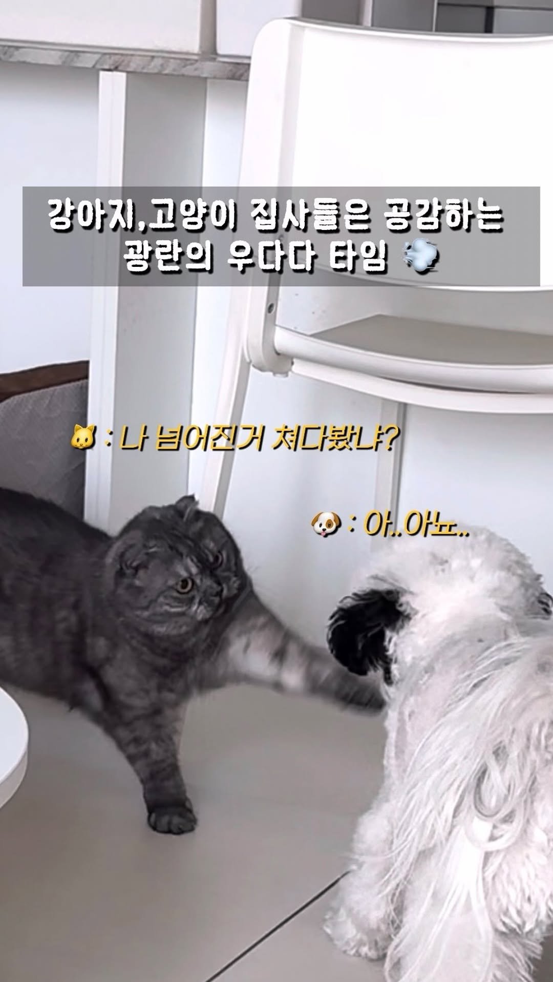 pochaacccoo 게시물 이미지: 강아지,고양이 키우는 집 필수 시청 👀📺 #광고

아니 여러분 .. 🔥
단돈...