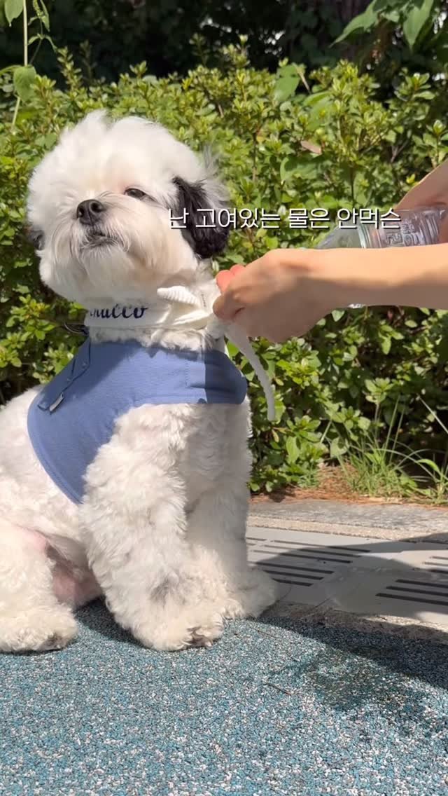 pochaacccoo 게시물 이미지: #광고 난 흐르는 물만 먹겠어ㅋ 새 물 가져와 💦
🏷...