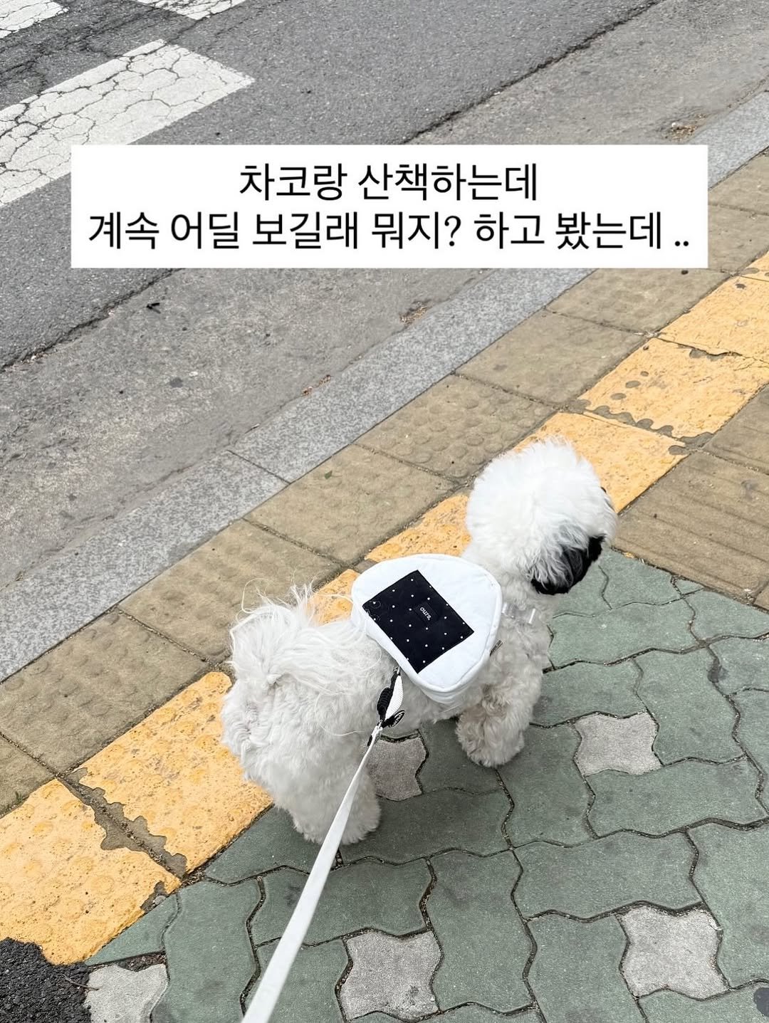 Photo by 포차코 on April 25, 2026. May be an image of Bedlington terrier and text that says '차코랑 산책하는데 계속어딜 계속 어딜 보길래 뭐지? 하고 봤는데..'.