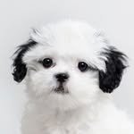 pochaacccoo 인스타그램 프로필 사진