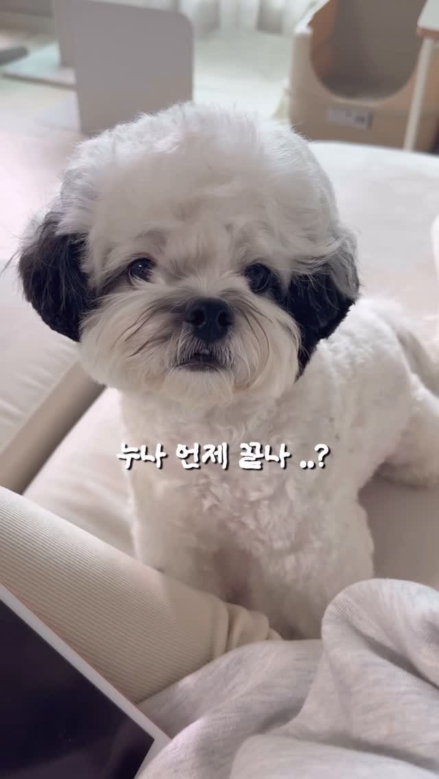 pochaacccoo 게시물 이미지: 누나가 강아지는 처음이라 .. 🥺🙄💦 #광고 
🏷 @hillspetkorea...