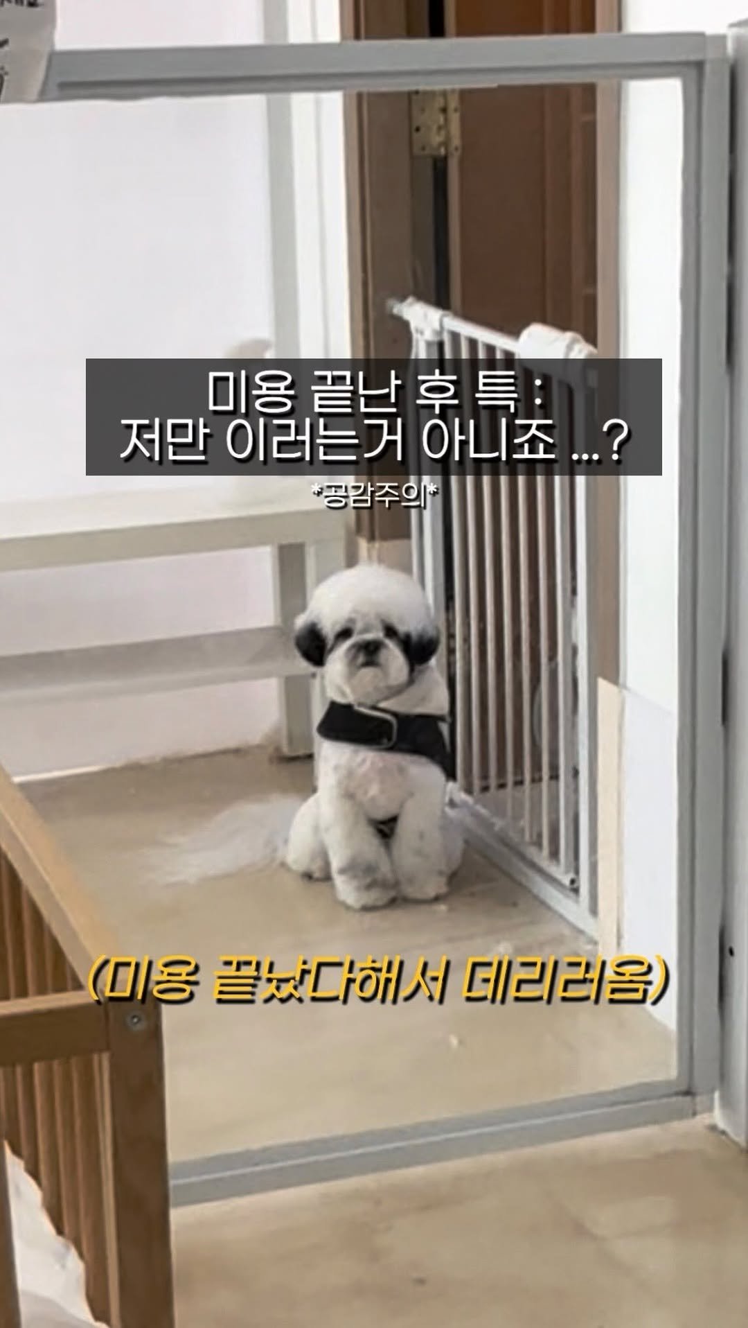 pochaacccoo 게시물 이미지: 당신은 오늘 하루동안 땅을 밟을 수 없습니다 ^^.....
저만 이러는거 아니쥬...