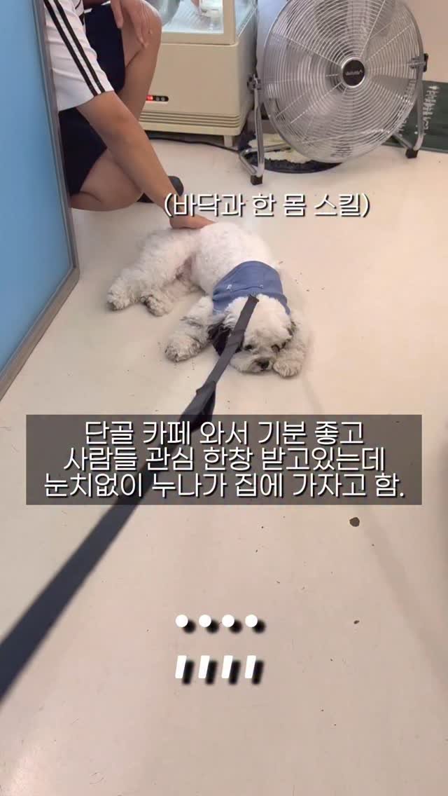 pochaacccoo 게시물 이미지: 그래서 언제 집에 갈거야 ........?
•
•
•
#시츄 #말티푸 #푸들...