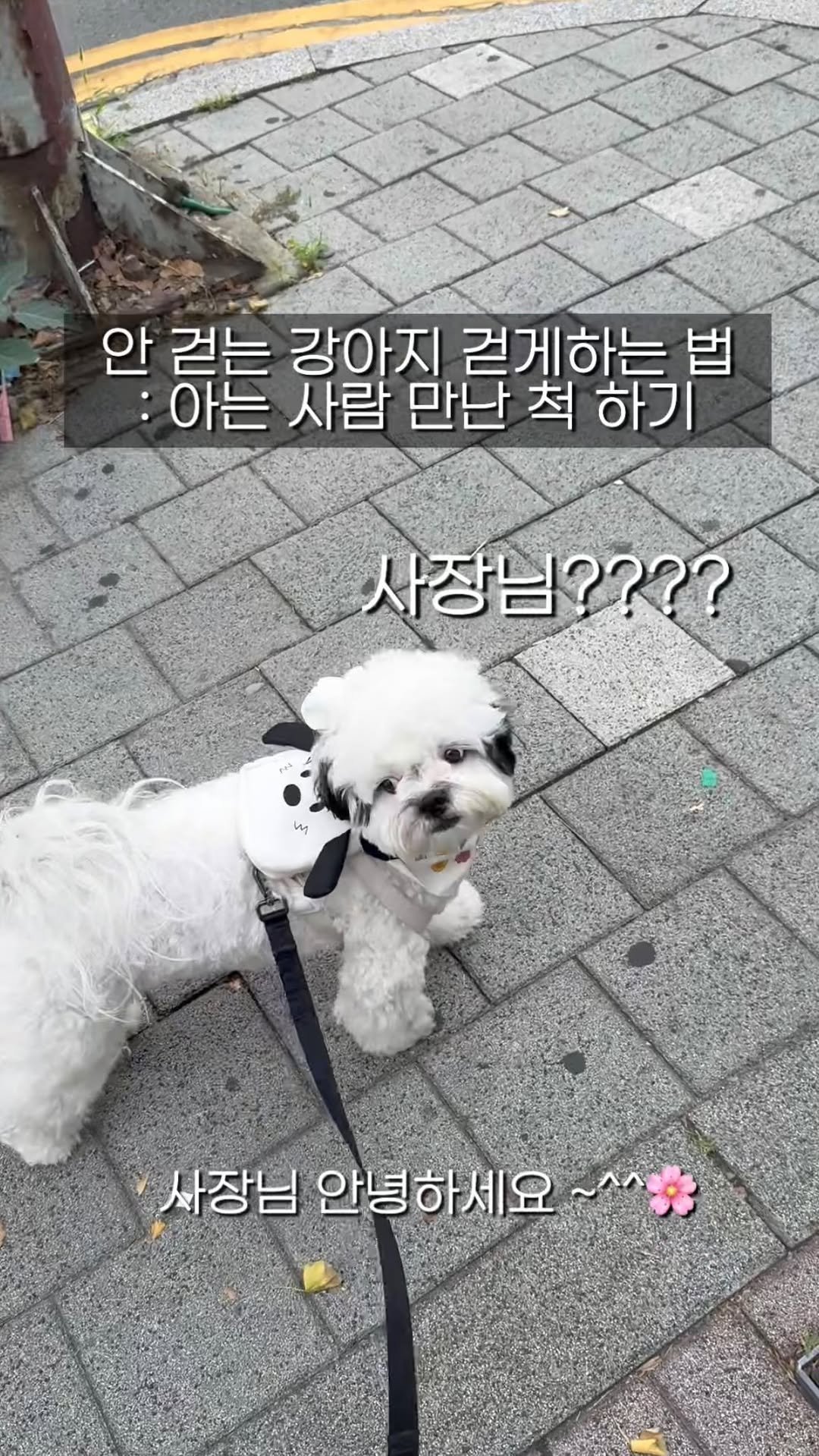 pochaacccoo 게시물 이미지: 안 걷는 강아지 한방에 걷게 하는 법 ^^
: 아는 사람 만난척 하기 ^^ (평소에...