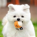 dot.tory 프로필 사진
