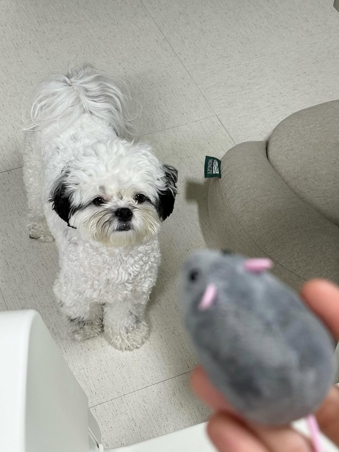 Photo by 포차코 on August 12, 2025. May be an image of rat, hamster, Pekinese, Maltese, toy and text.