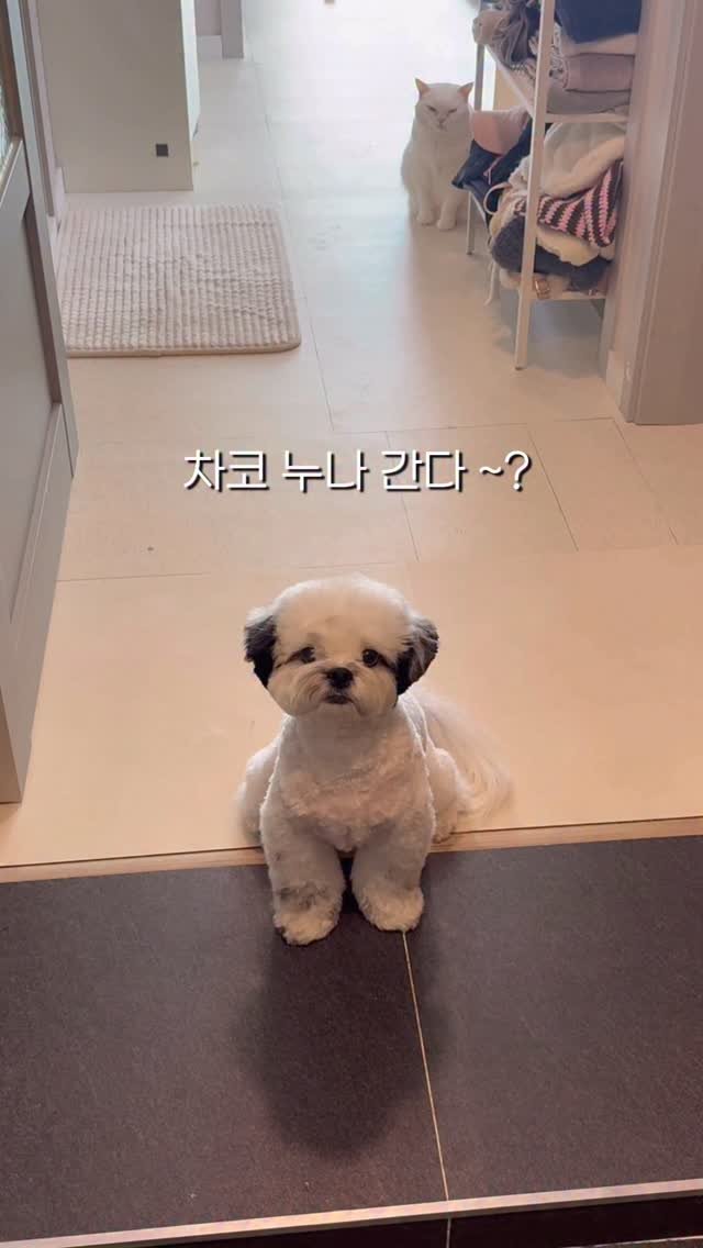 pochaacccoo 게시물 이미지: #광고 누나가 나간 사이에 무슨 일이 ..?!
🏷 @dreame_kr 

누나가...