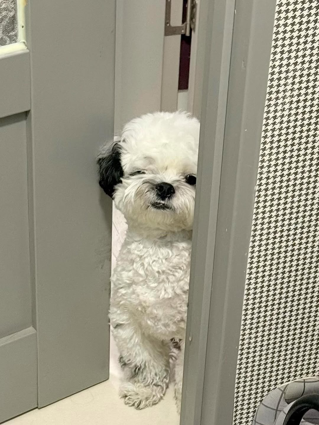 Photo by 포차코 on September 17, 2025. May be an image of Pekinese, Maltese and text.