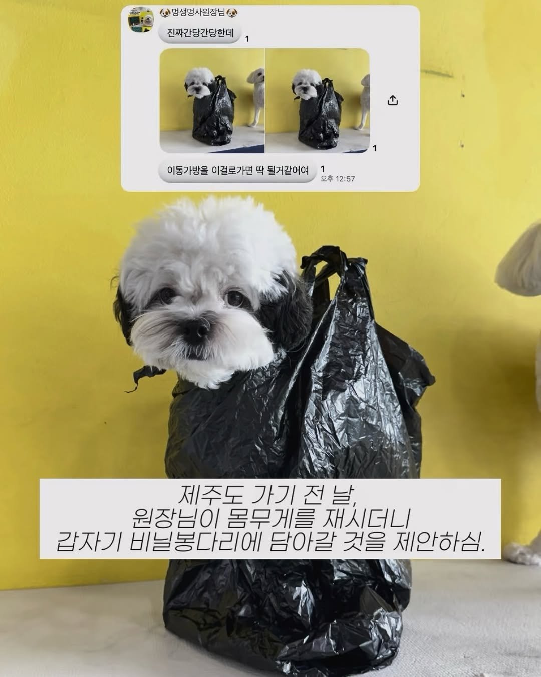 pochaacccoo 게시물 이미지: #협찬 그래서 저희 제주도 왜 갔냐구요 ..? ㅋ🙄
차코 표정이 구겨지는데도...