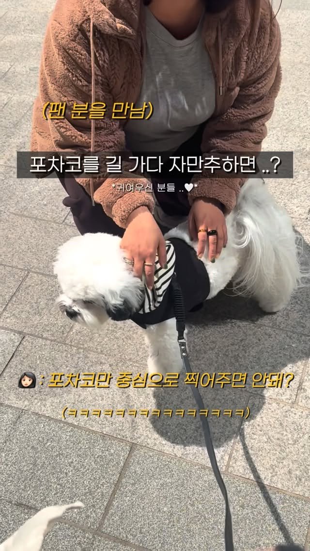 pochaacccoo 게시물 이미지: 포차코를 길 가다 자만추하면 생기는 일 ..🤍
다들 예뻐해주셔서 감사합니다...
