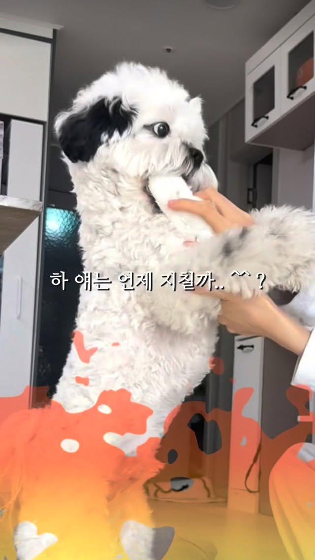 pochaacccoo 게시물 이미지: 다리, 관절, 슬개골 바사삭 되는 소리 ㄷㄷ🔥 #광고

차코처럼 격하게 노는 강아지...