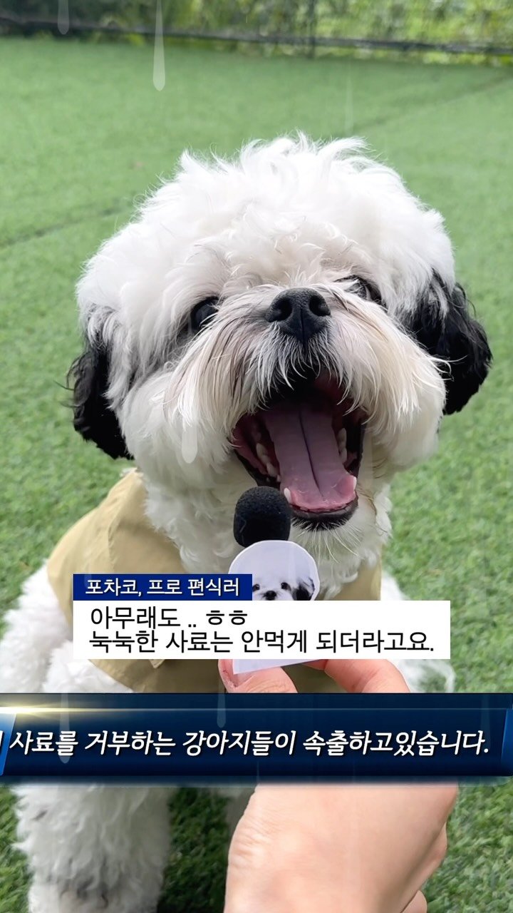 pochaacccoo 게시물 이미지: 속보입니다🚨
장마가 시작되면서 견주들에게 사료 비상이 내려졌습니다.
현재 습도가...