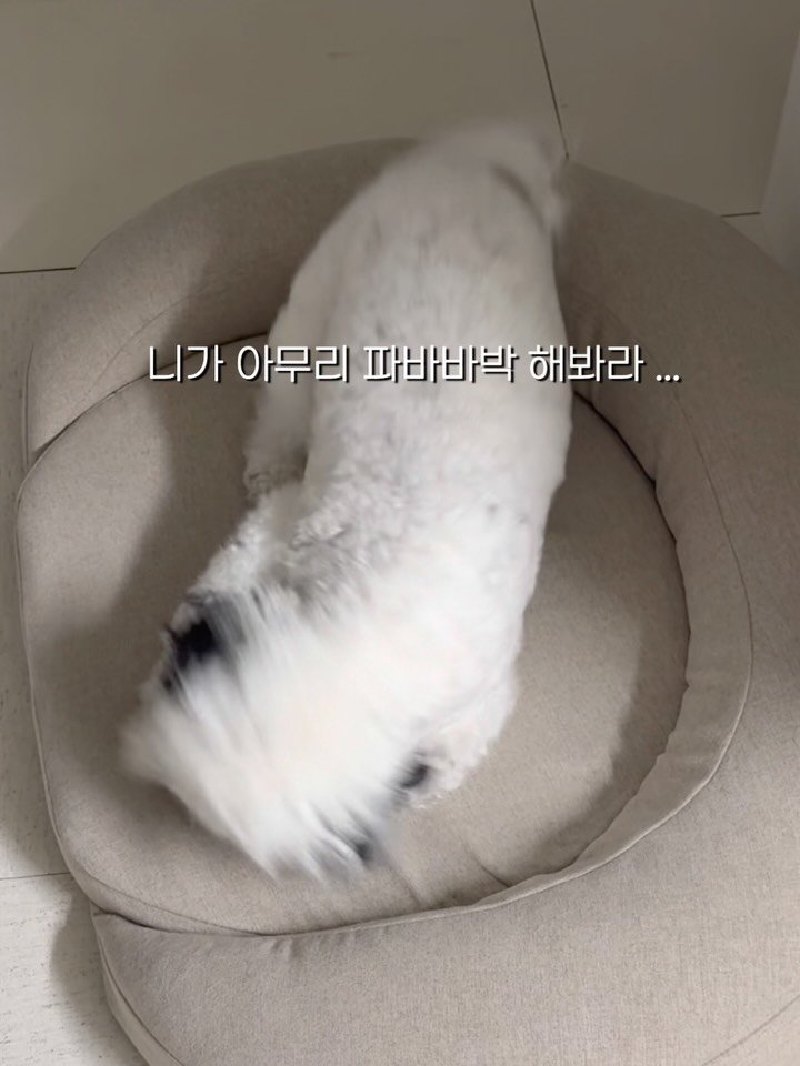 pochaacccoo 게시물 이미지: *포차코 x 몽제 펫베드 2차 공구 질문 총정리*

차코가 맨날 파바박 긁고...