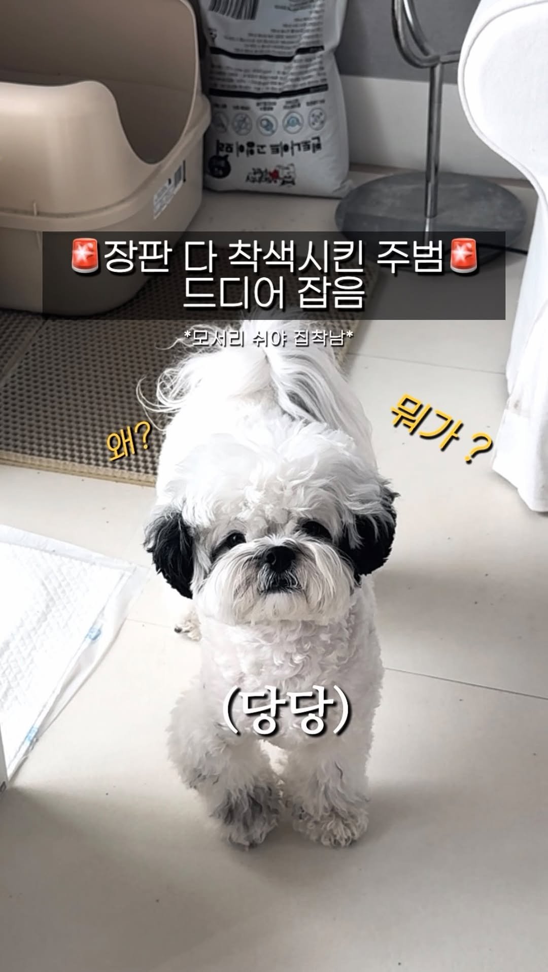 pochaacccoo 게시물 이미지: 장판 착색시킨 주범, 드디어 잡았습니다 👮🏻🚨 #광고 
🏷...