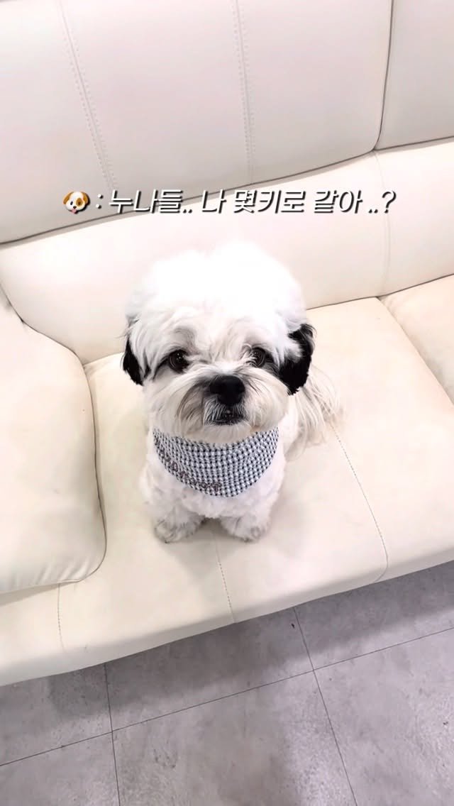pochaacccoo 게시물 이미지: 나 몇키로처럼 보여요 ..? 👀 #광고
다들 4-5kg 정도 예상해주시는데
사실 나...