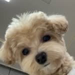 angel_junho 프로필 사진